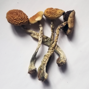 B+ Cubensis mushrooms