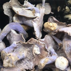 Blue Foot Mushrooms