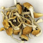 Brazilian Cubensis Magic Mushrooms