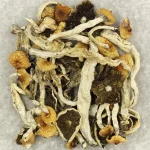 Cuban-Cubensis-Mushrooms.webp