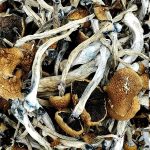 Golden-Emperor-Magic-Mushrooms.jpg