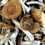 Malabar Coast  Magic Mushrooms