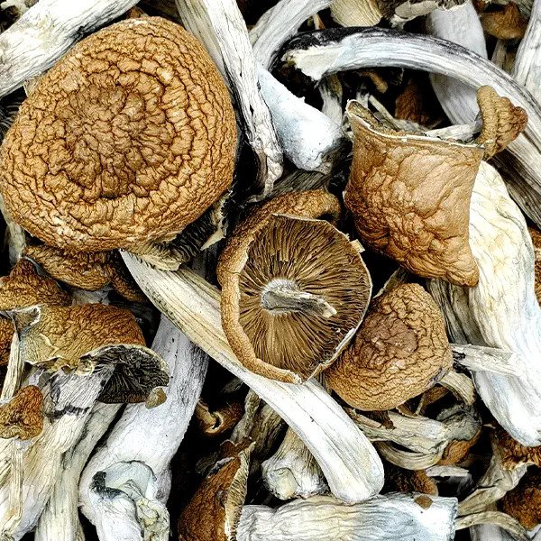 Mazatapec-Magic-Mushrooms.jpg