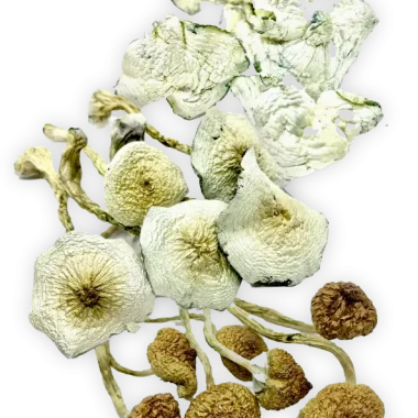 Magic Mushroom